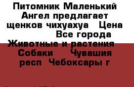 Питомник Маленький Ангел предлагает щенков чихуахуа › Цена ­ 10 000 - Все города Животные и растения » Собаки   . Чувашия респ.,Чебоксары г.